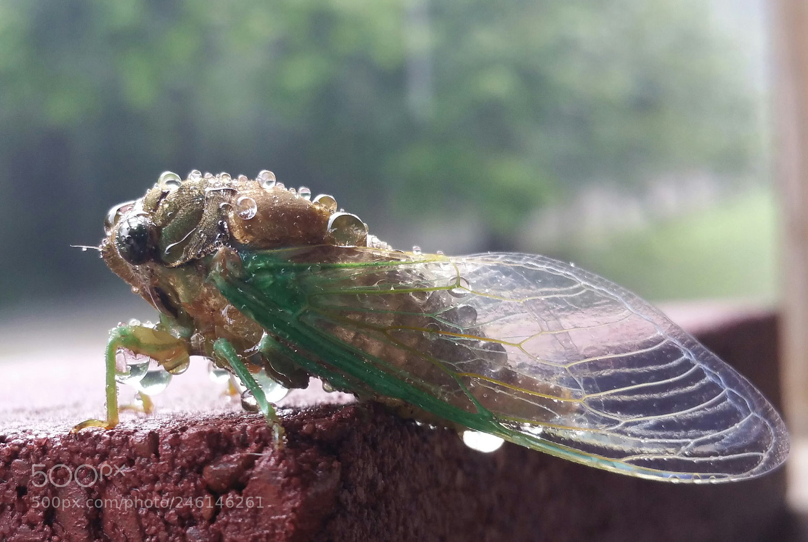 Samsung Galaxy Note4 sample photo. Cicada photography