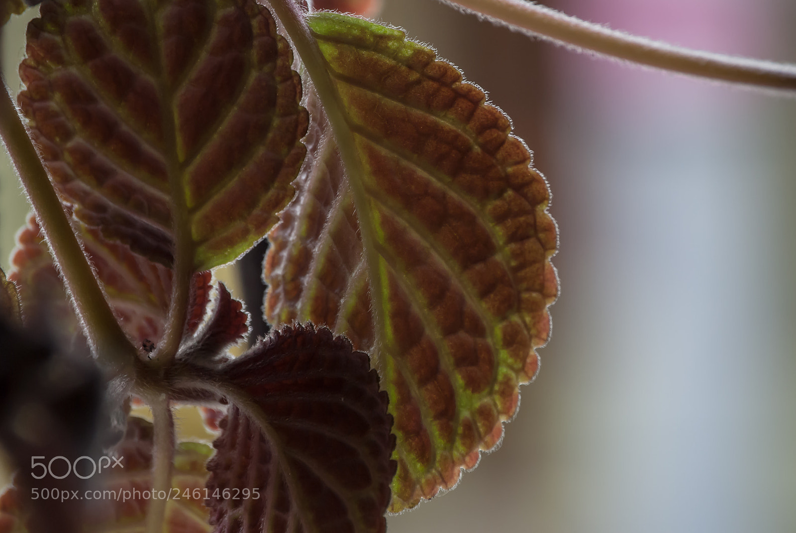 Nikon D3000 sample photo. Leaf veins photography