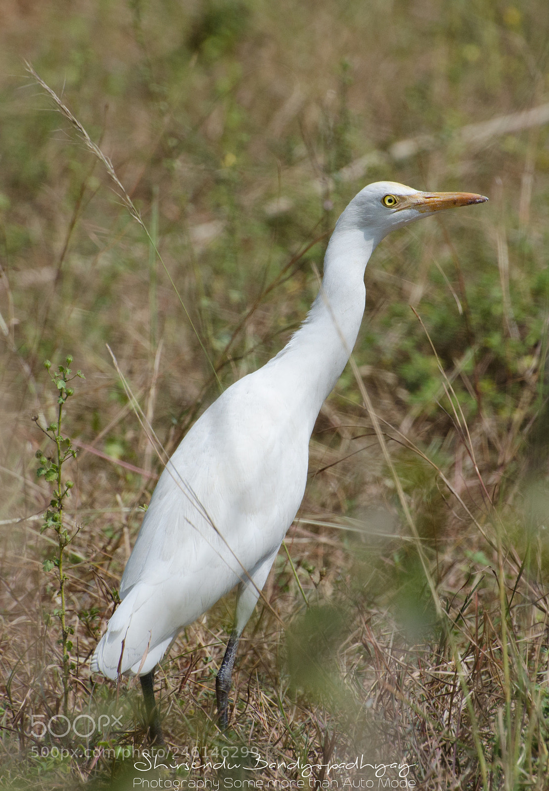Nikon D5100 sample photo. Heron photography