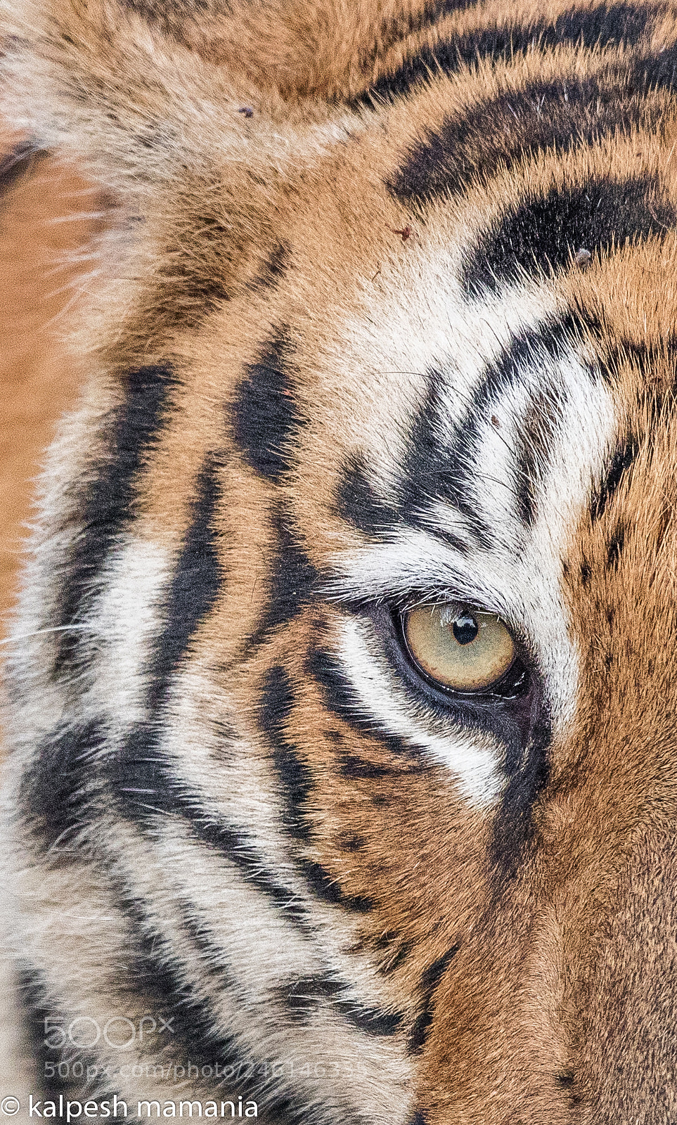 Canon EOS 5DS R sample photo. The eye. photography