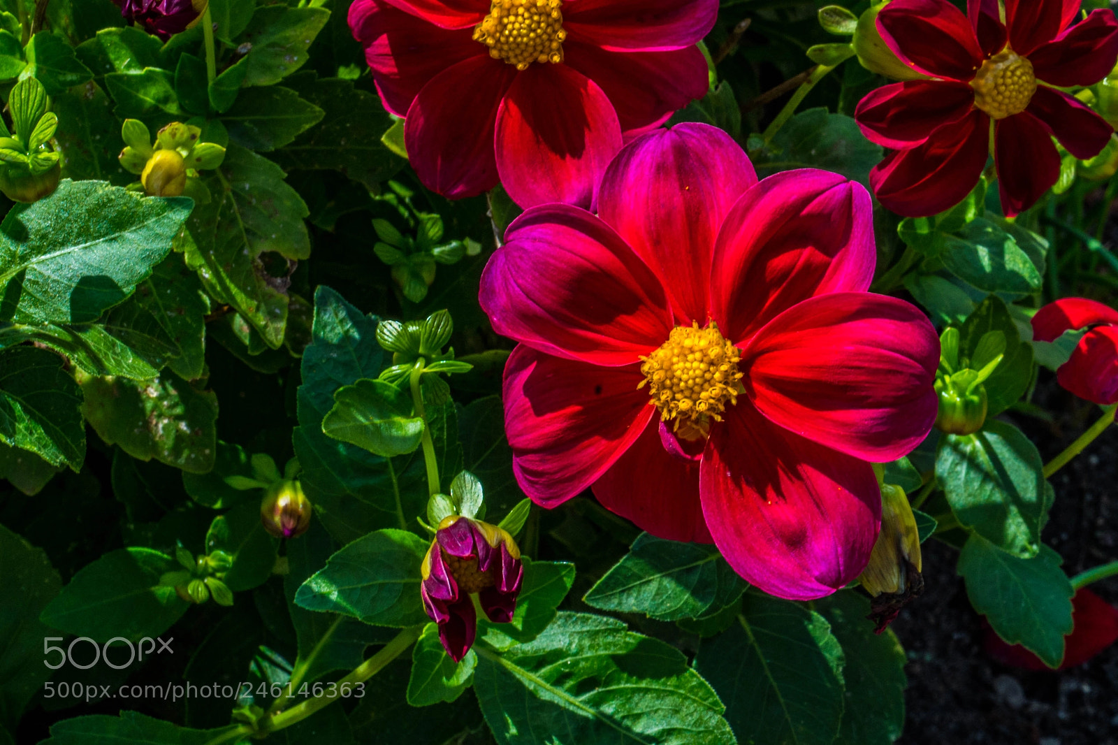 Sony a9 sample photo. Isolated beauty photography