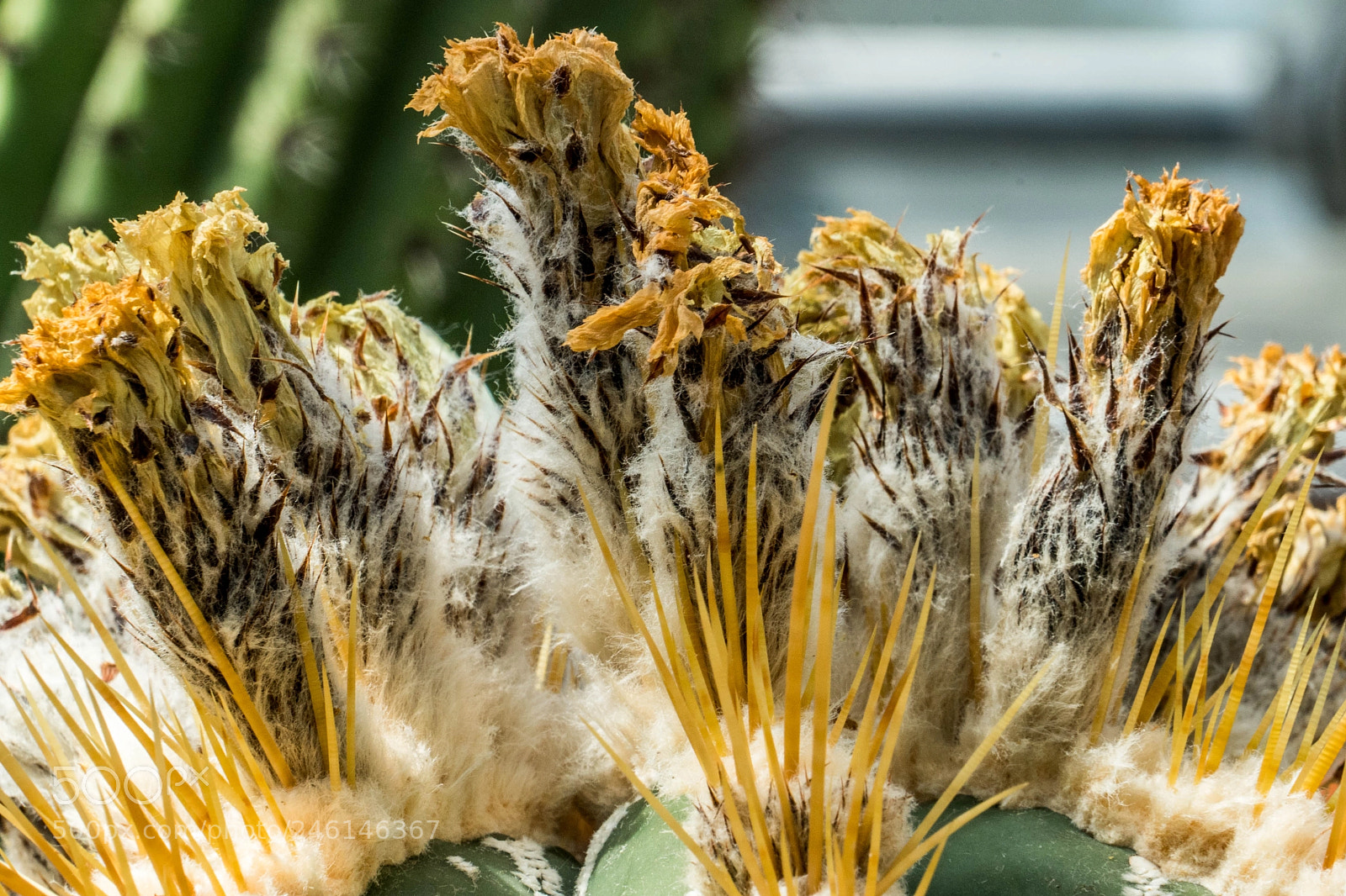 Sony a9 sample photo. Top of a cactus photography