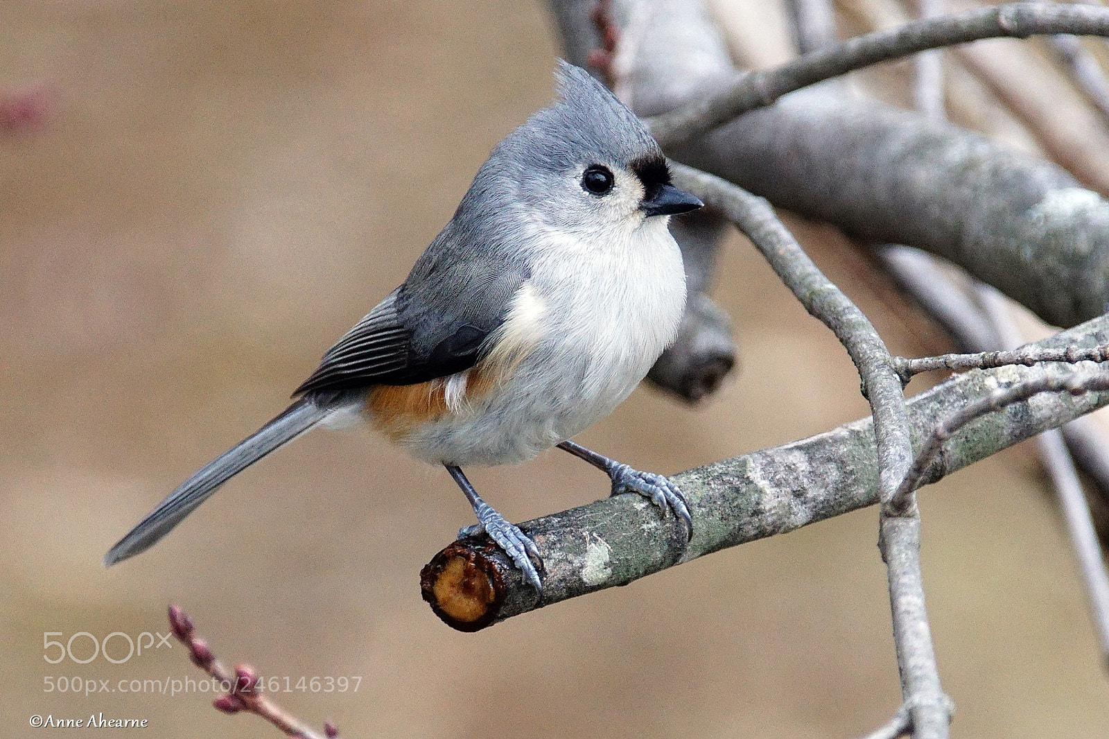 Sony ILCA-77M2 sample photo. Tufted titmouse photography