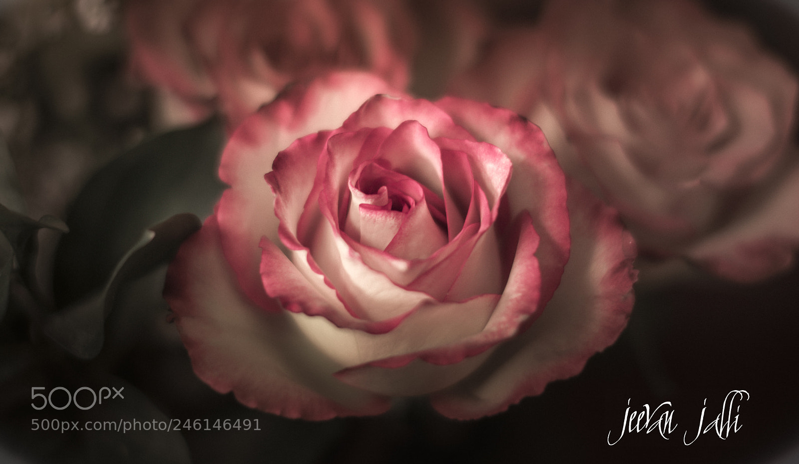 Nikon D3400 sample photo. Rose photography