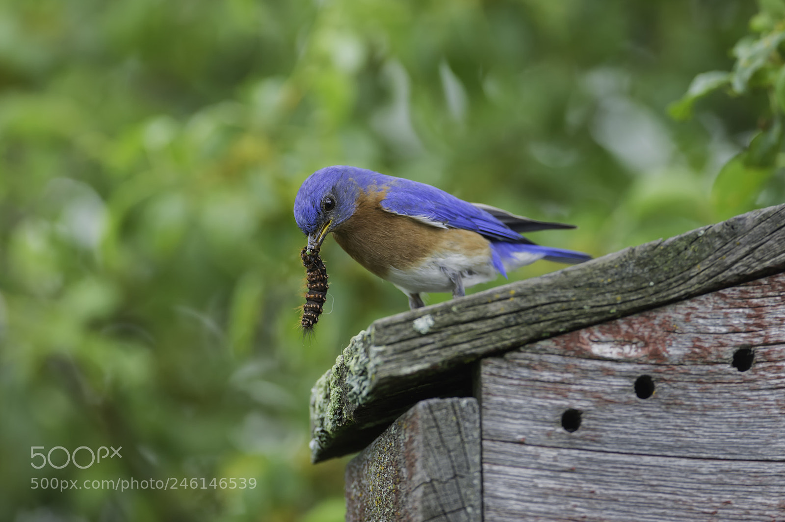 Nikon D3S sample photo. Food to the nestbox photography