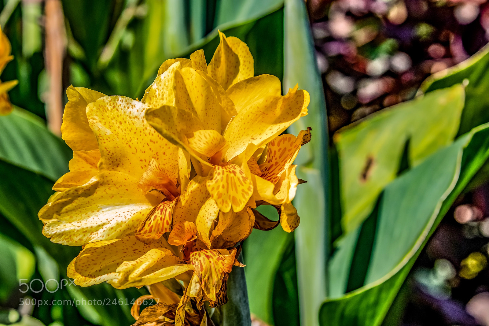 Canon EOS M5 sample photo. Bright and beautiful photography