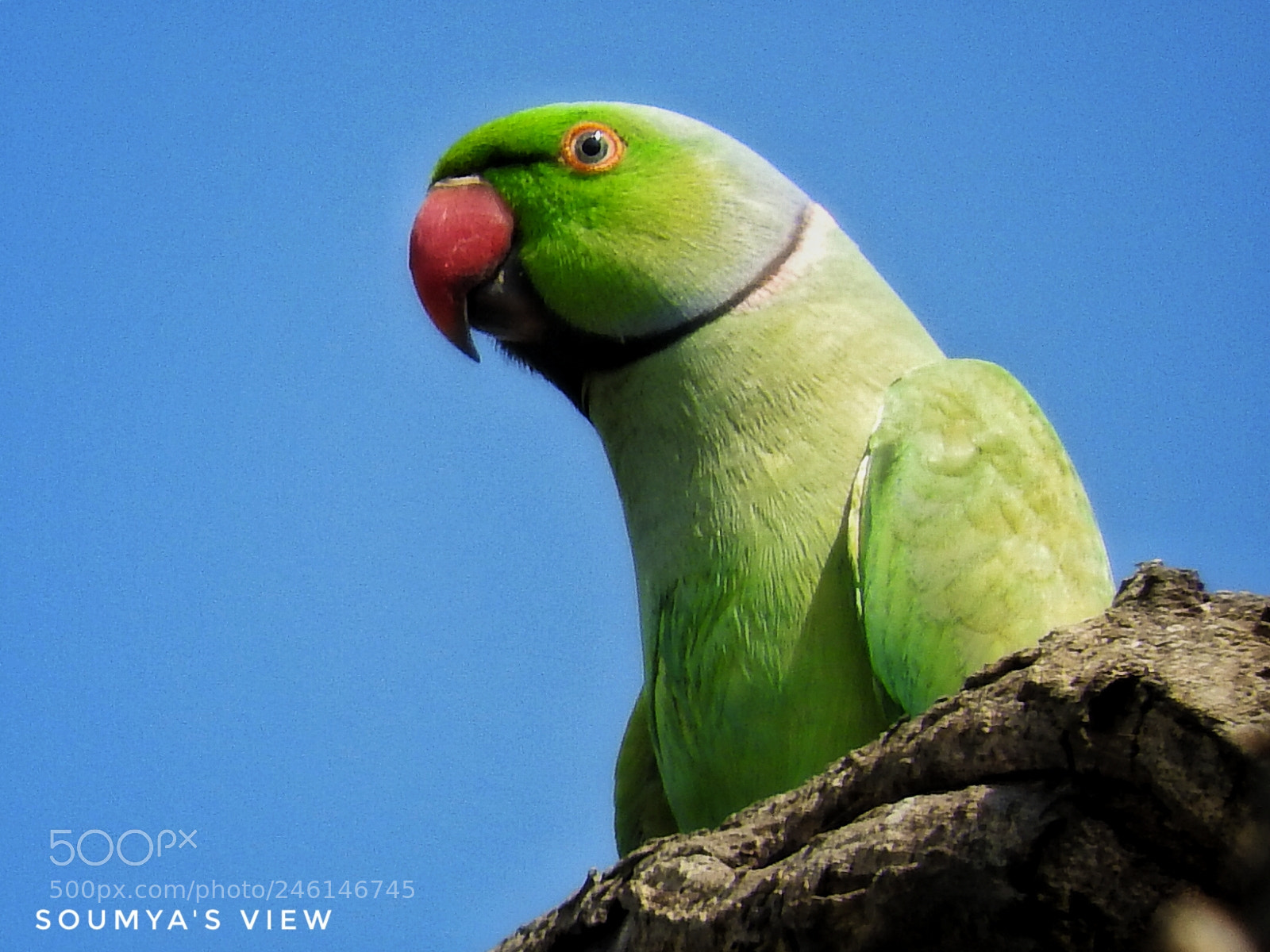 Nikon Coolpix P610 sample photo. Parakeet profile photography