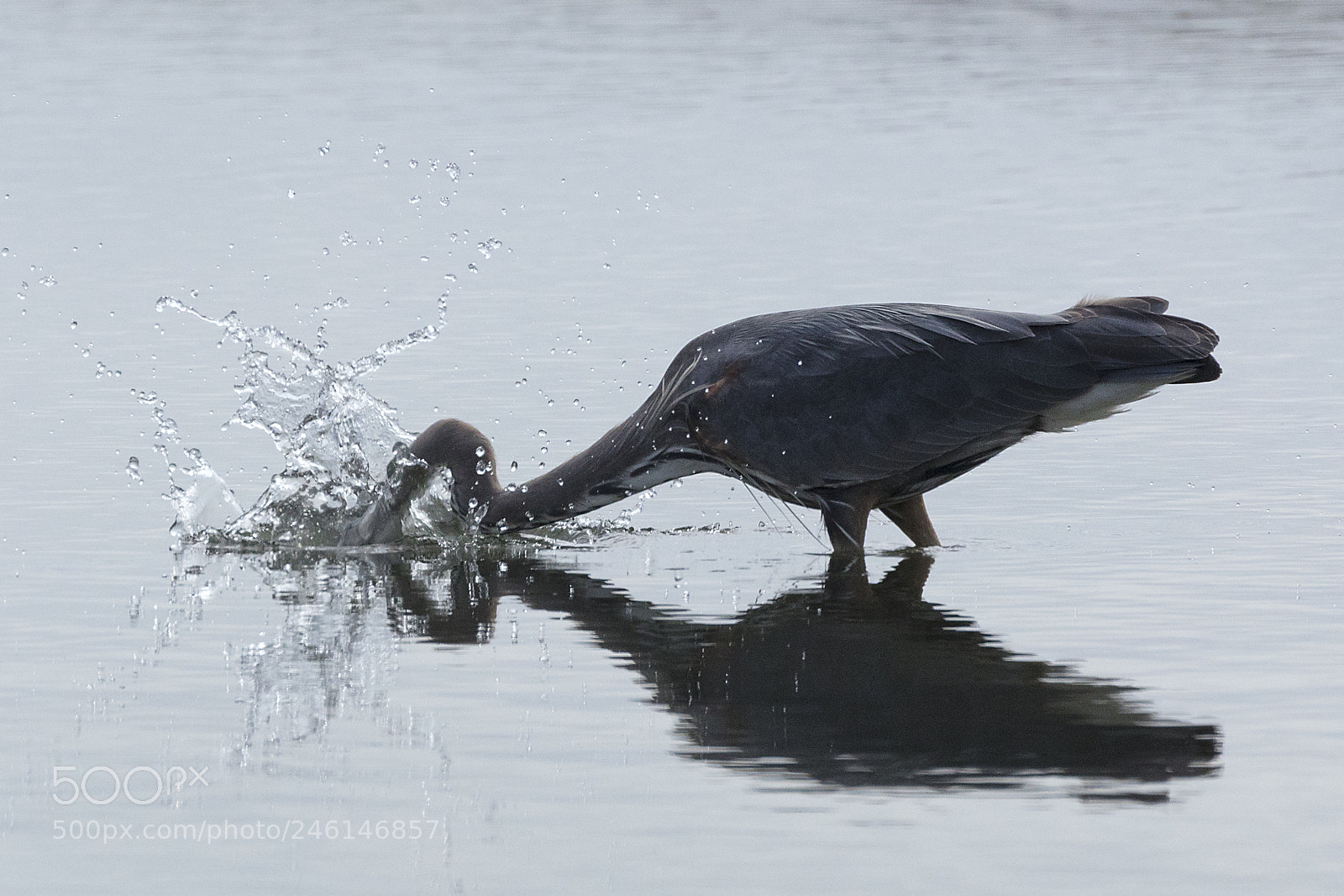 Canon EOS 5DS sample photo. Heron strike photography