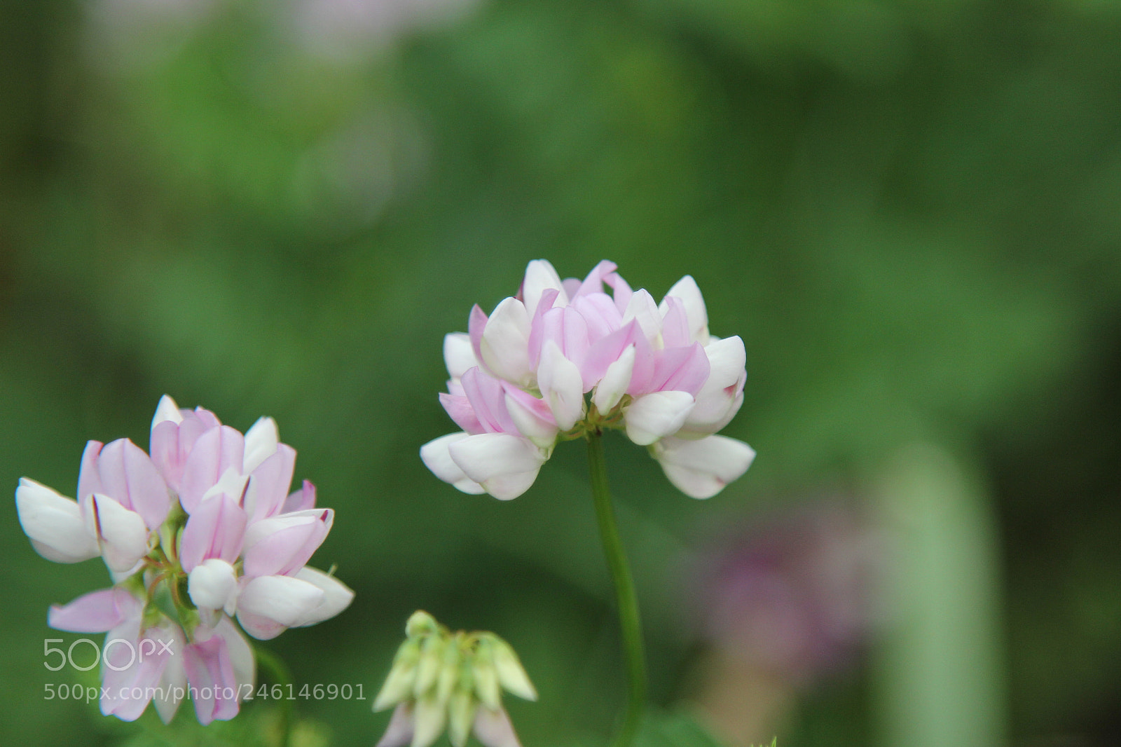 Canon EOS 60D + Canon EF 24-105mm F4L IS USM sample photo. Untitled photography