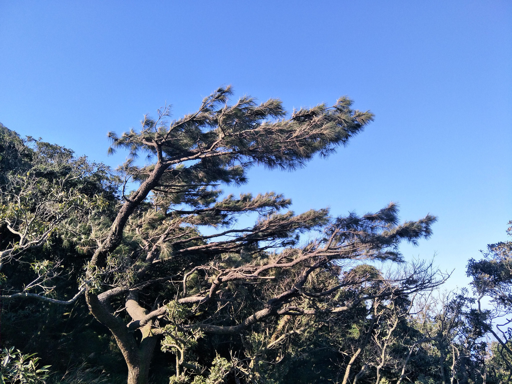 OPPO R9S sample photo. 二子坪蒼松 photography