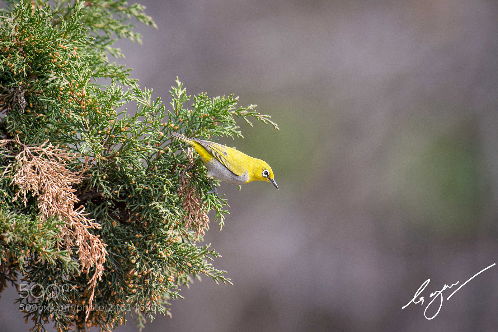 Nikon D800E sample photo. Untitled photography