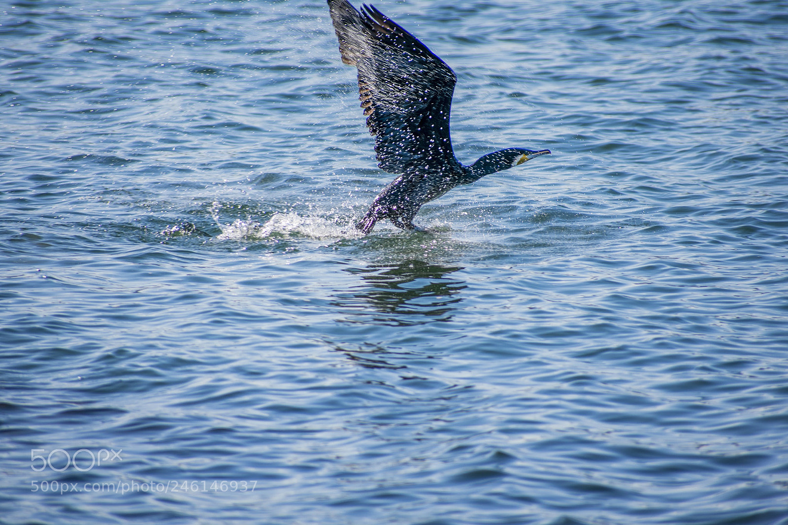 Nikon D3400 sample photo. Taking off photography
