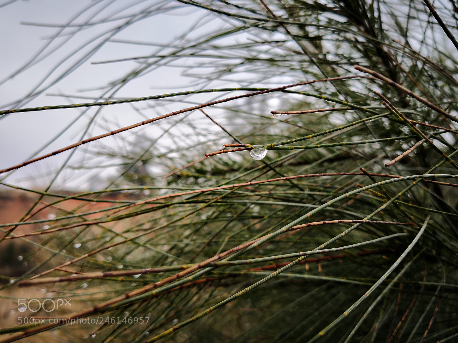 HUAWEI Mate 10 sample photo. Untitled photography