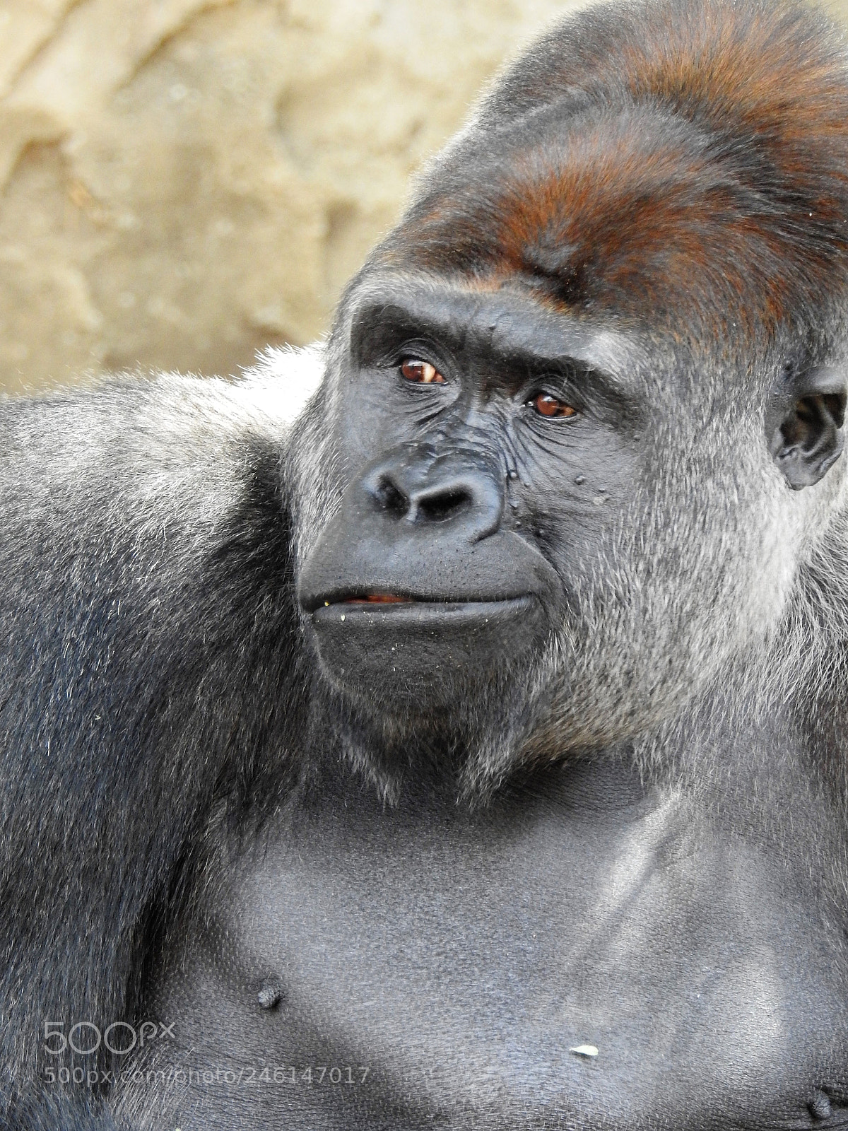 Nikon Coolpix P900 sample photo. Silver back gorilla 2 photography