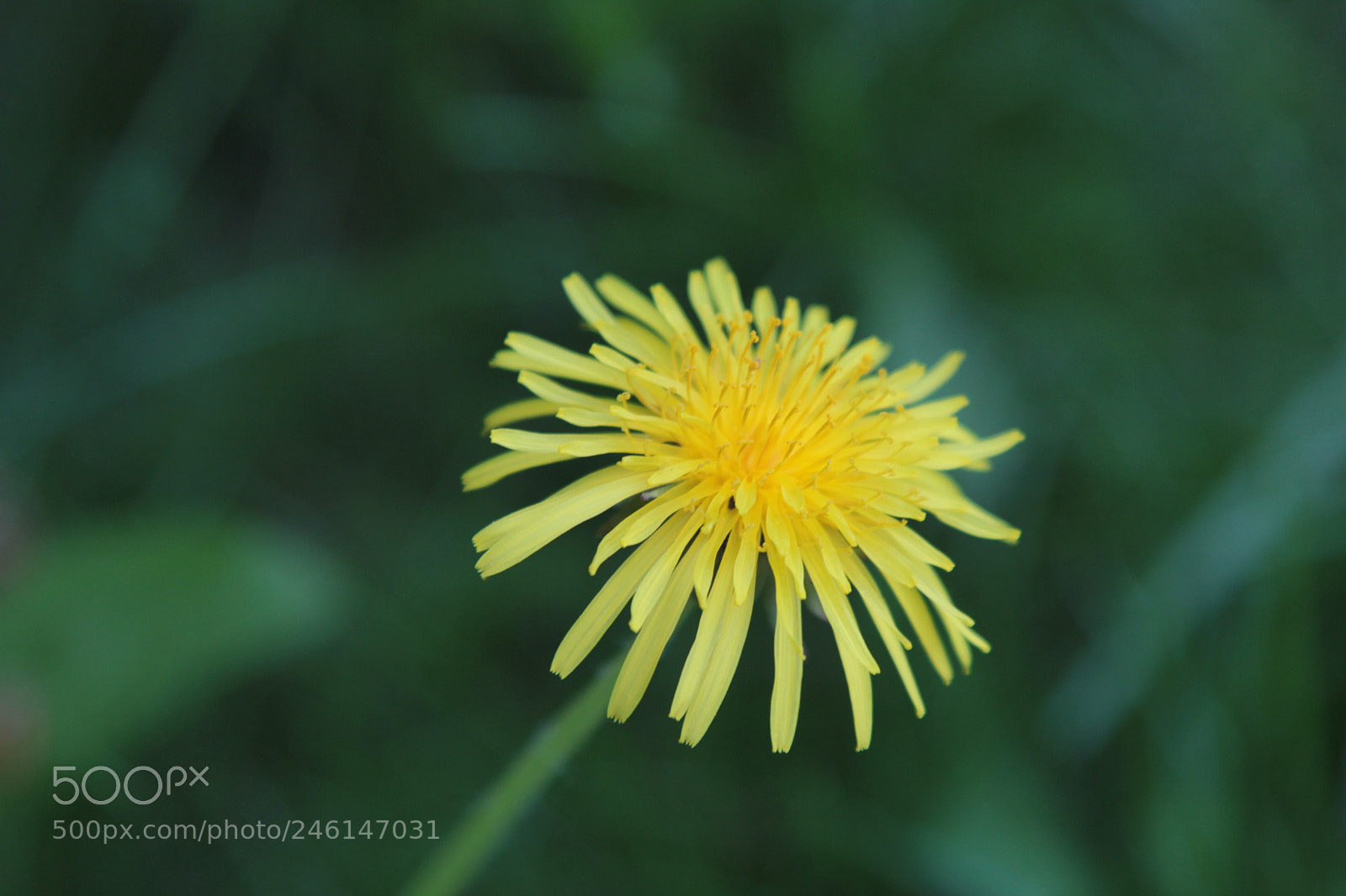 Canon EOS 60D + Canon EF 24-105mm F4L IS USM sample photo. Untitled photography