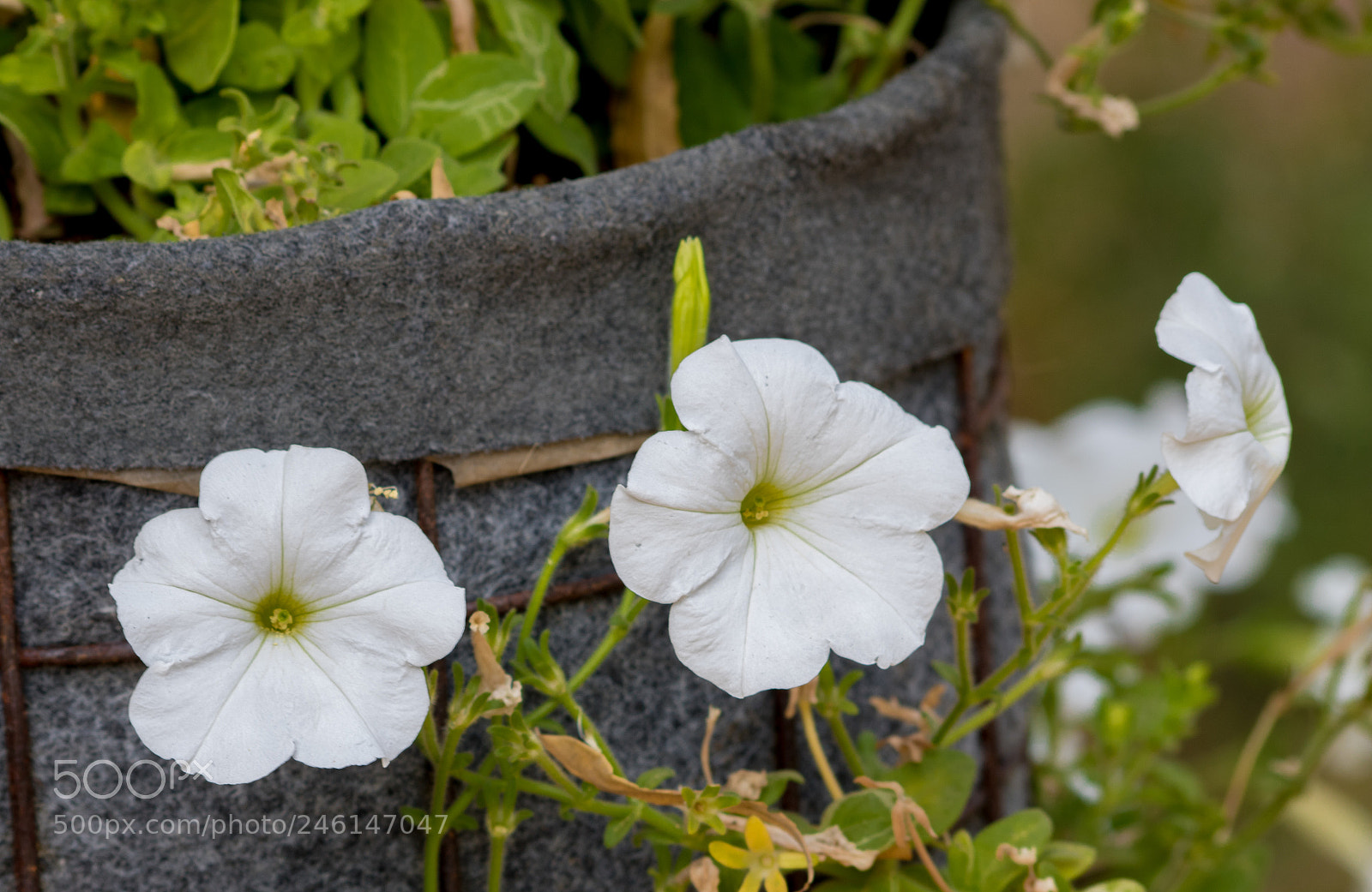 Canon EOS 750D (EOS Rebel T6i / EOS Kiss X8i) sample photo. Three is a company! photography