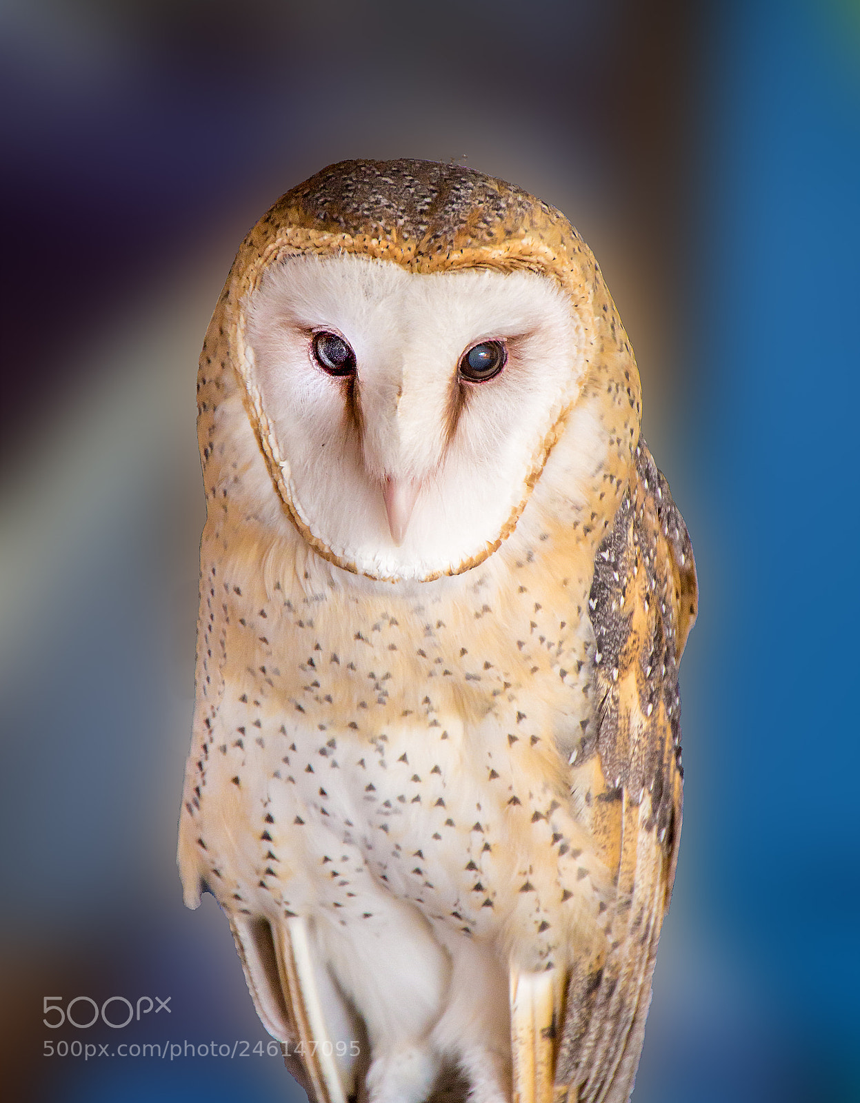 Canon EOS 600D (Rebel EOS T3i / EOS Kiss X5) sample photo. Barn owl in tucson photography