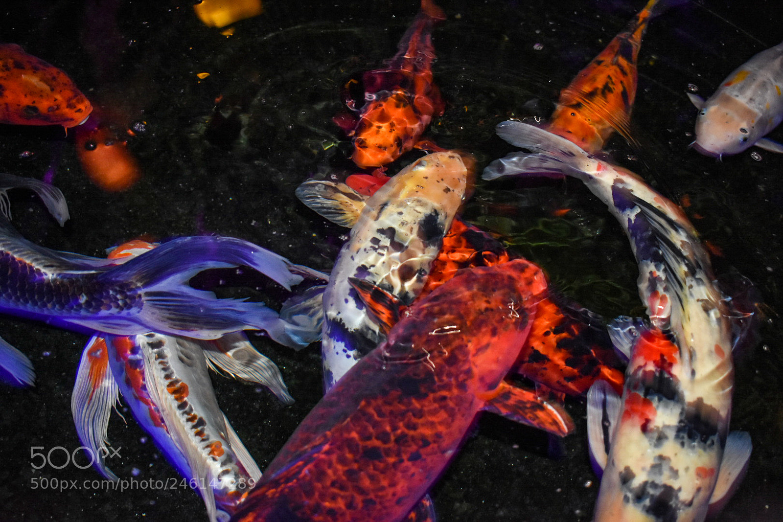 Nikon D3400 sample photo. Fish. photography