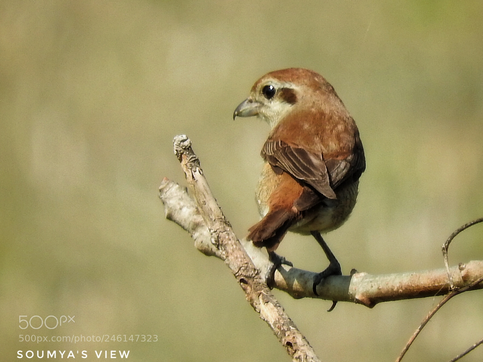 Nikon Coolpix P610 sample photo. Shrike struck photography