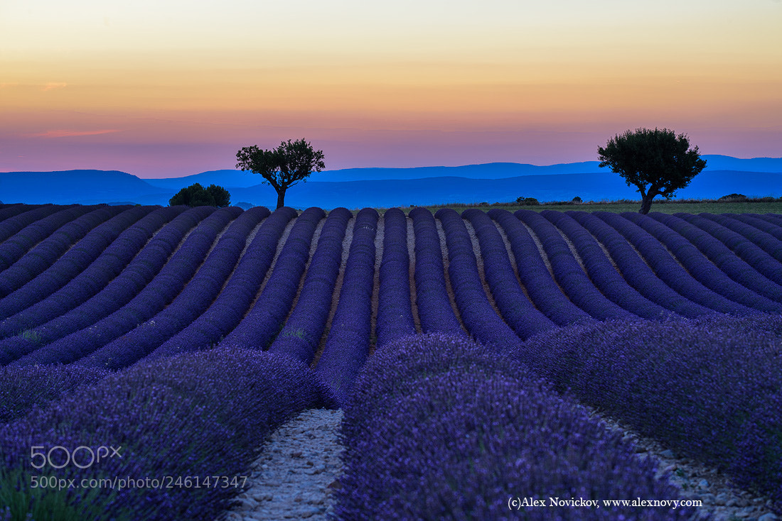 Nikon D810 sample photo. Lavender photography