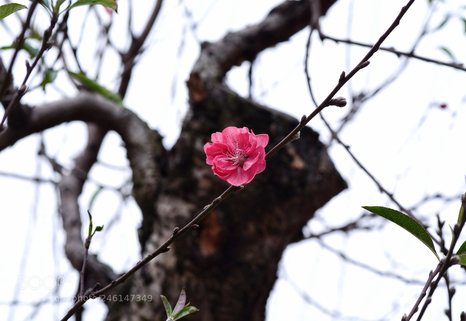 Nikon D7100 sample photo. Đào hoa photography