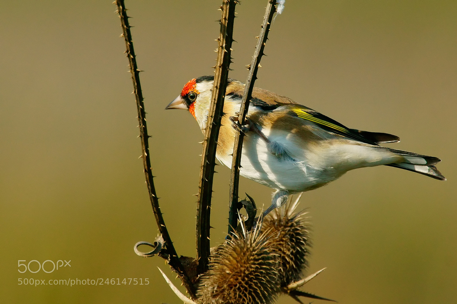 Sony ILCA-77M2 sample photo. European goldfinch photography