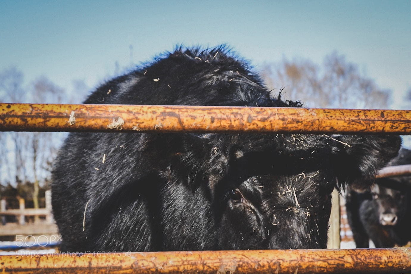 Nikon D7200 sample photo. Life on the farm photography