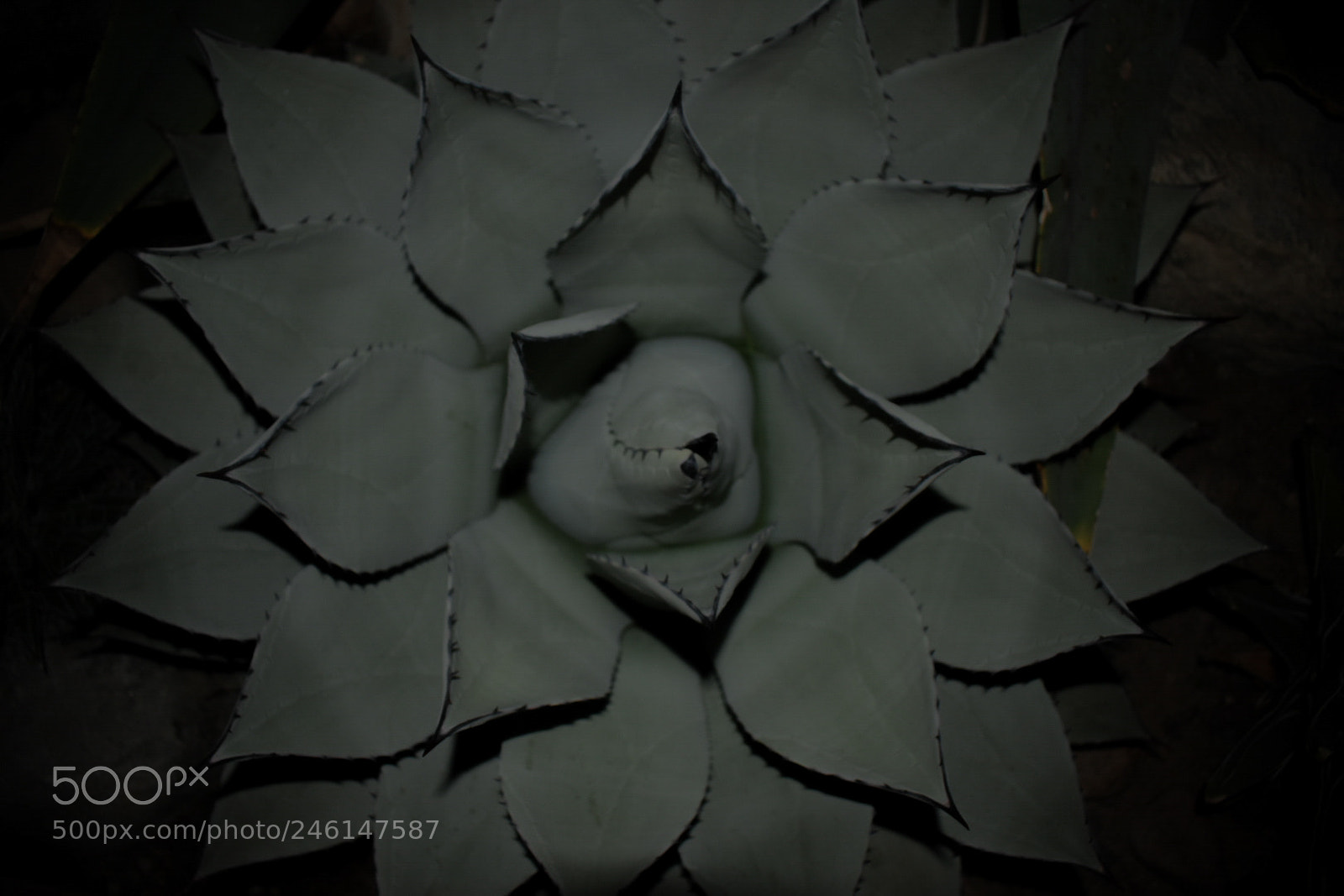 Nikon D3400 sample photo. The same cactus, but photography