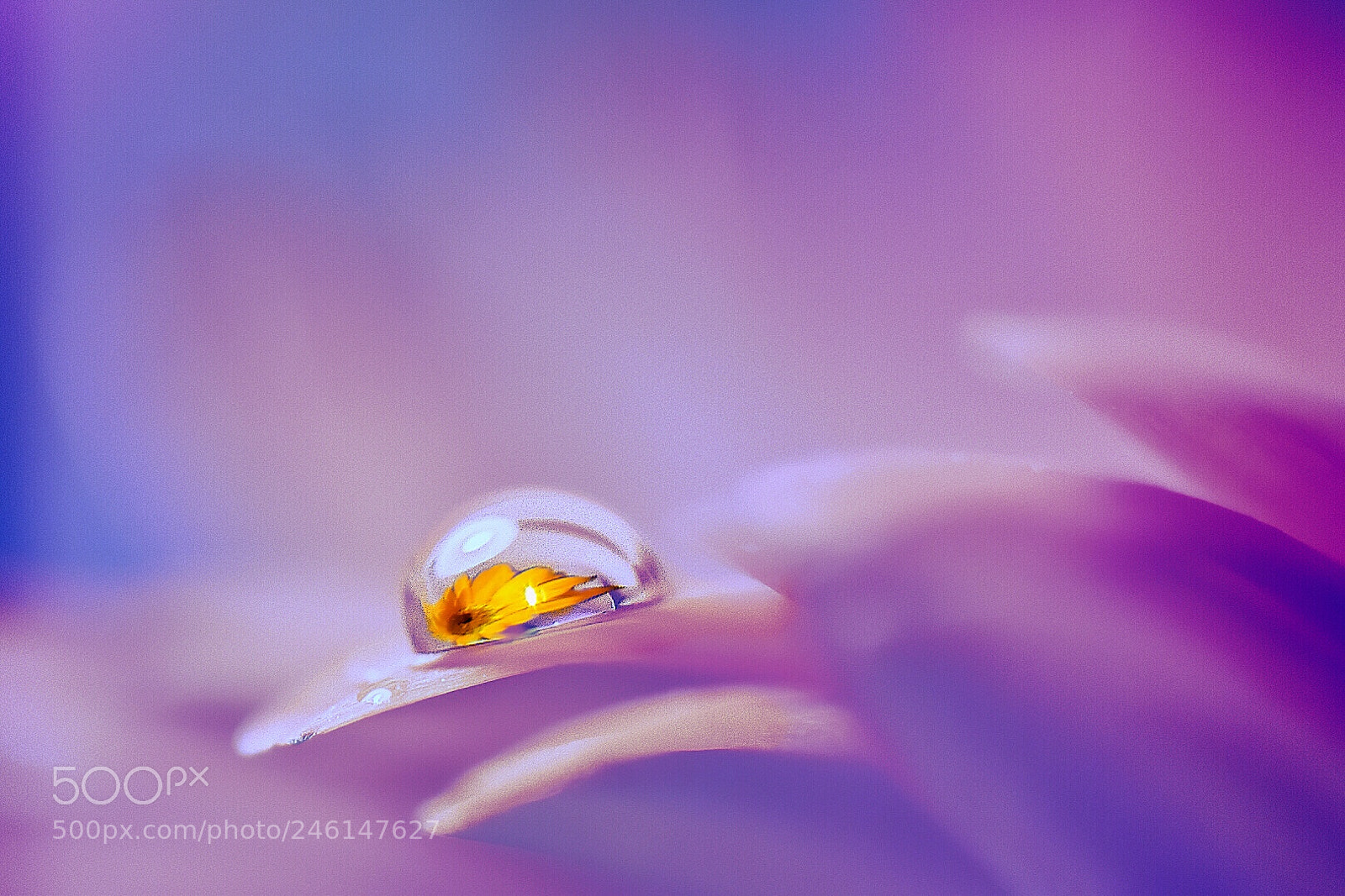 Nikon D5600 sample photo. Flower in the water. photography