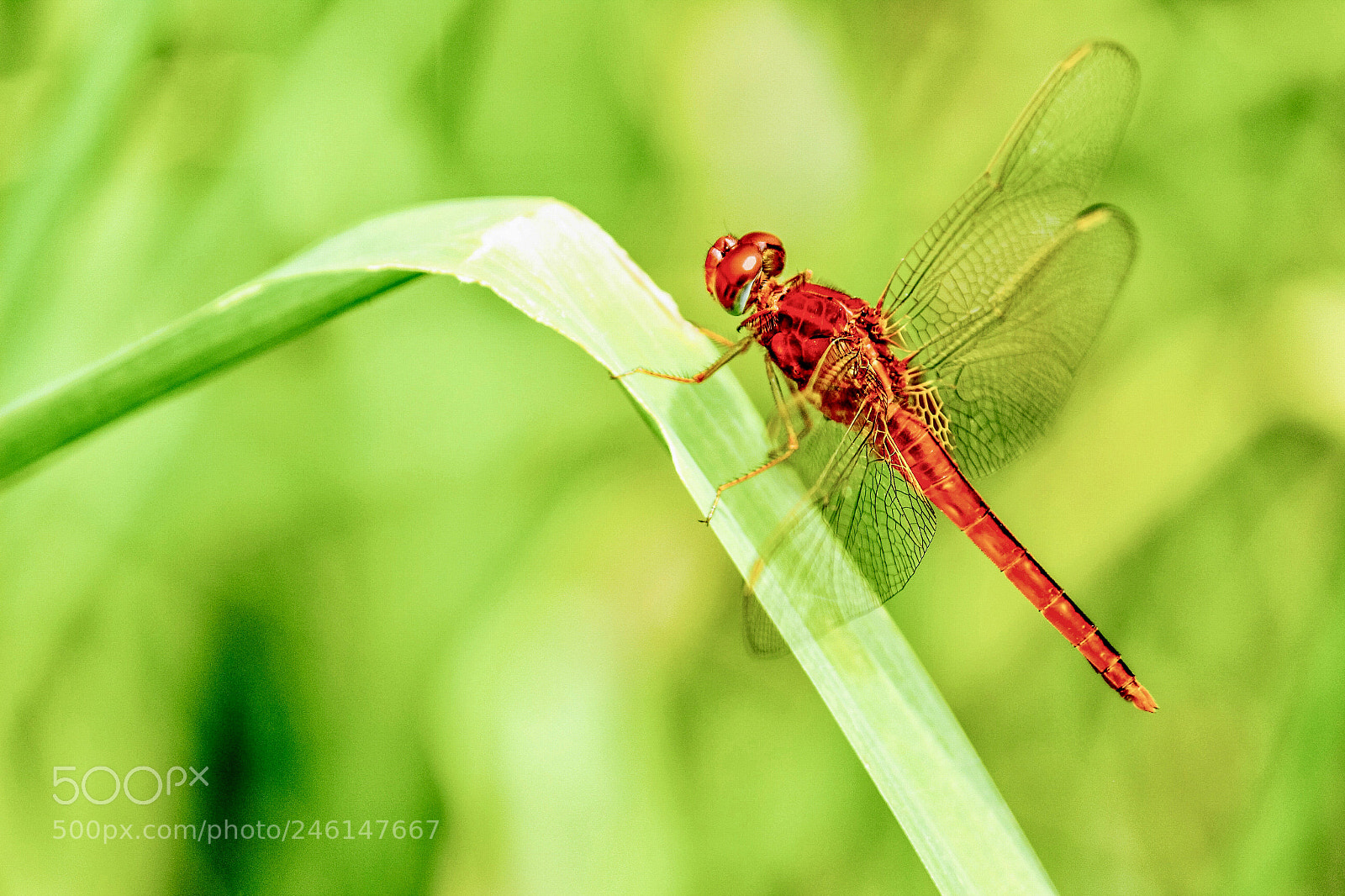 Canon EOS 600D (Rebel EOS T3i / EOS Kiss X5) sample photo. Dragonfly photography