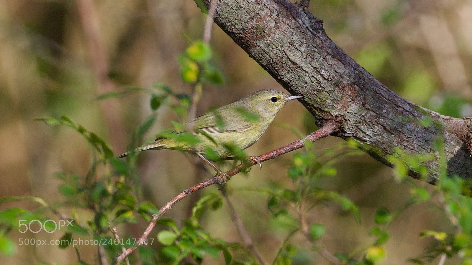 Canon EOS-1D X sample photo. Orange crowned warbler photography