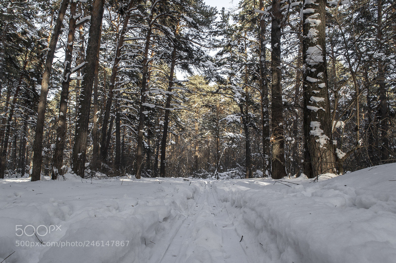 Nikon D3100 sample photo. Лыжня в лесу photography