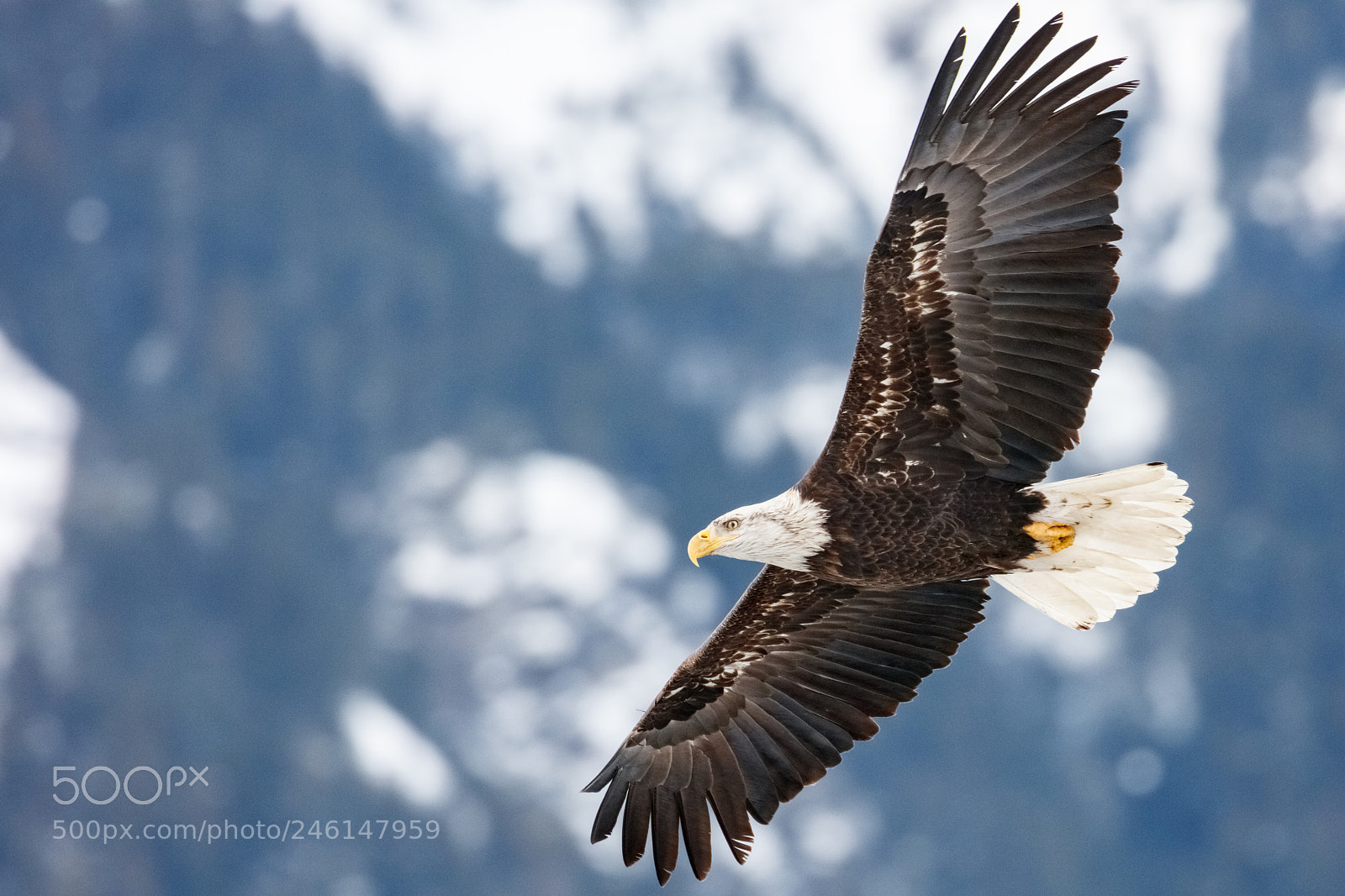 Canon EOS 5DS R sample photo. Bald eagle soaring photography