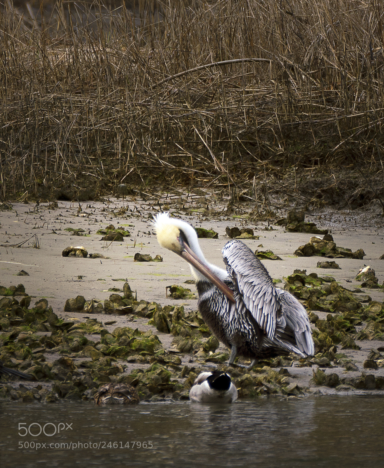 Sony a7R III sample photo. Brown pelican preening photography