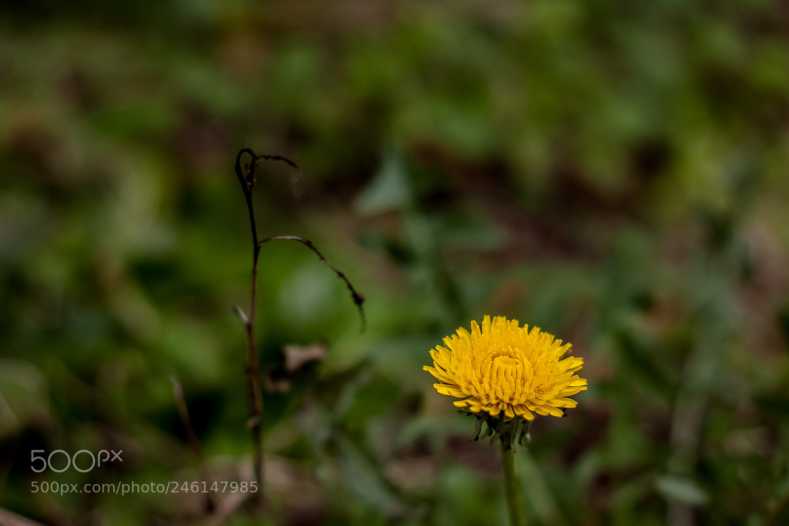 Canon EOS 500D (EOS Rebel T1i / EOS Kiss X3) sample photo. Dandelion photography