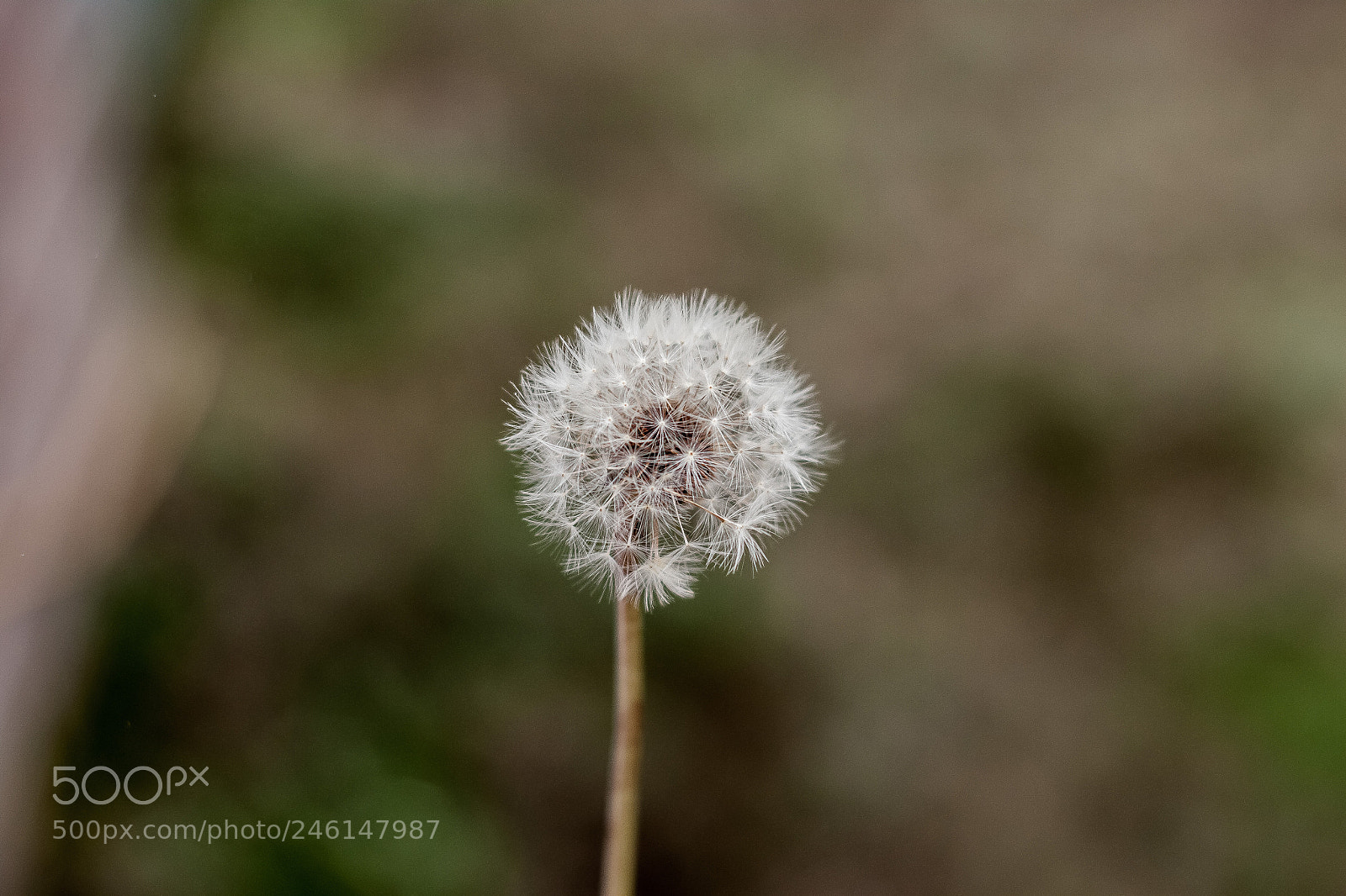 Canon EOS 500D (EOS Rebel T1i / EOS Kiss X3) sample photo. Powder puff photography
