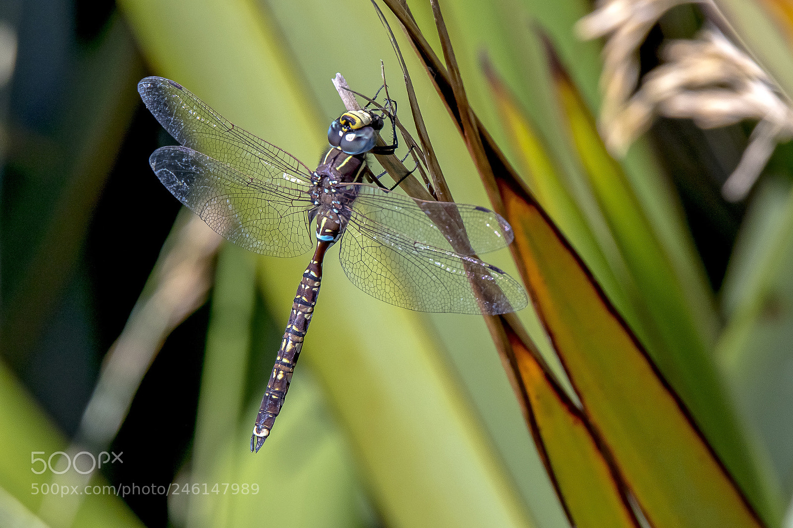 Canon EOS 7D Mark II sample photo. Dragonfly photography