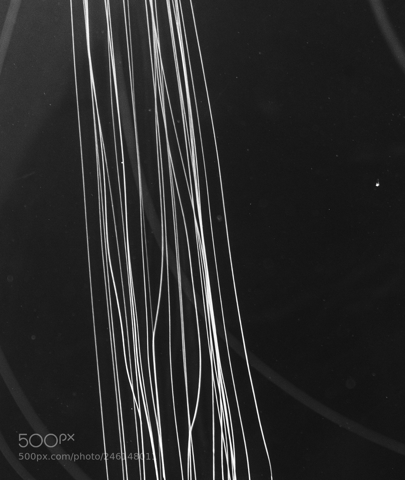 Nikon D3400 sample photo. Tentacles 1 photography