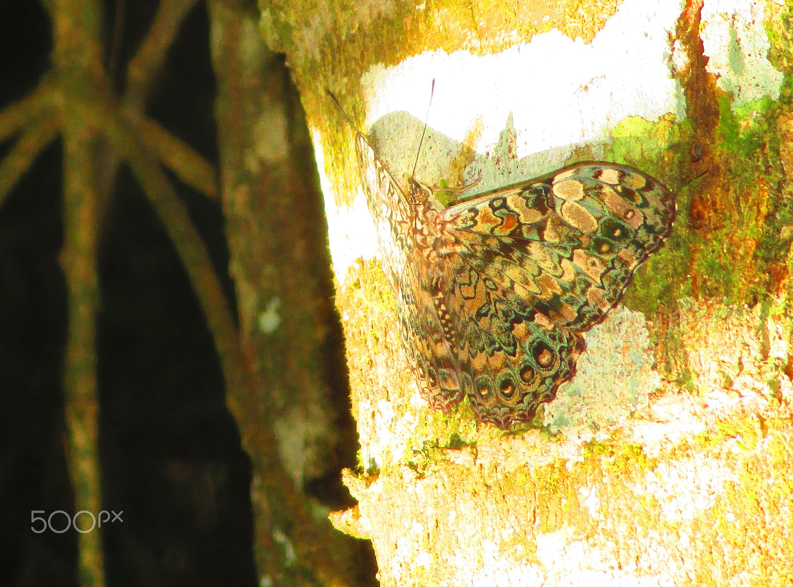 Canon PowerShot ELPH 135 (IXUS 145 / IXY 120) sample photo. Hamadryas cf fornax, lepidoptera . photography