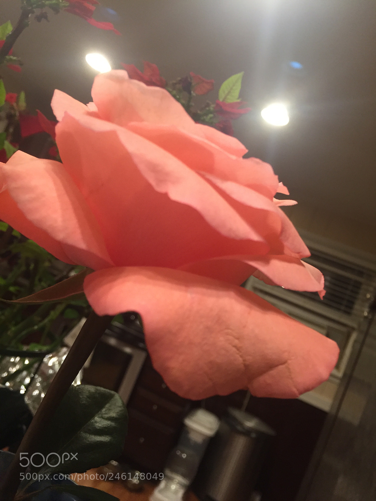 Apple iPhone 6 sample photo. Untitled photography