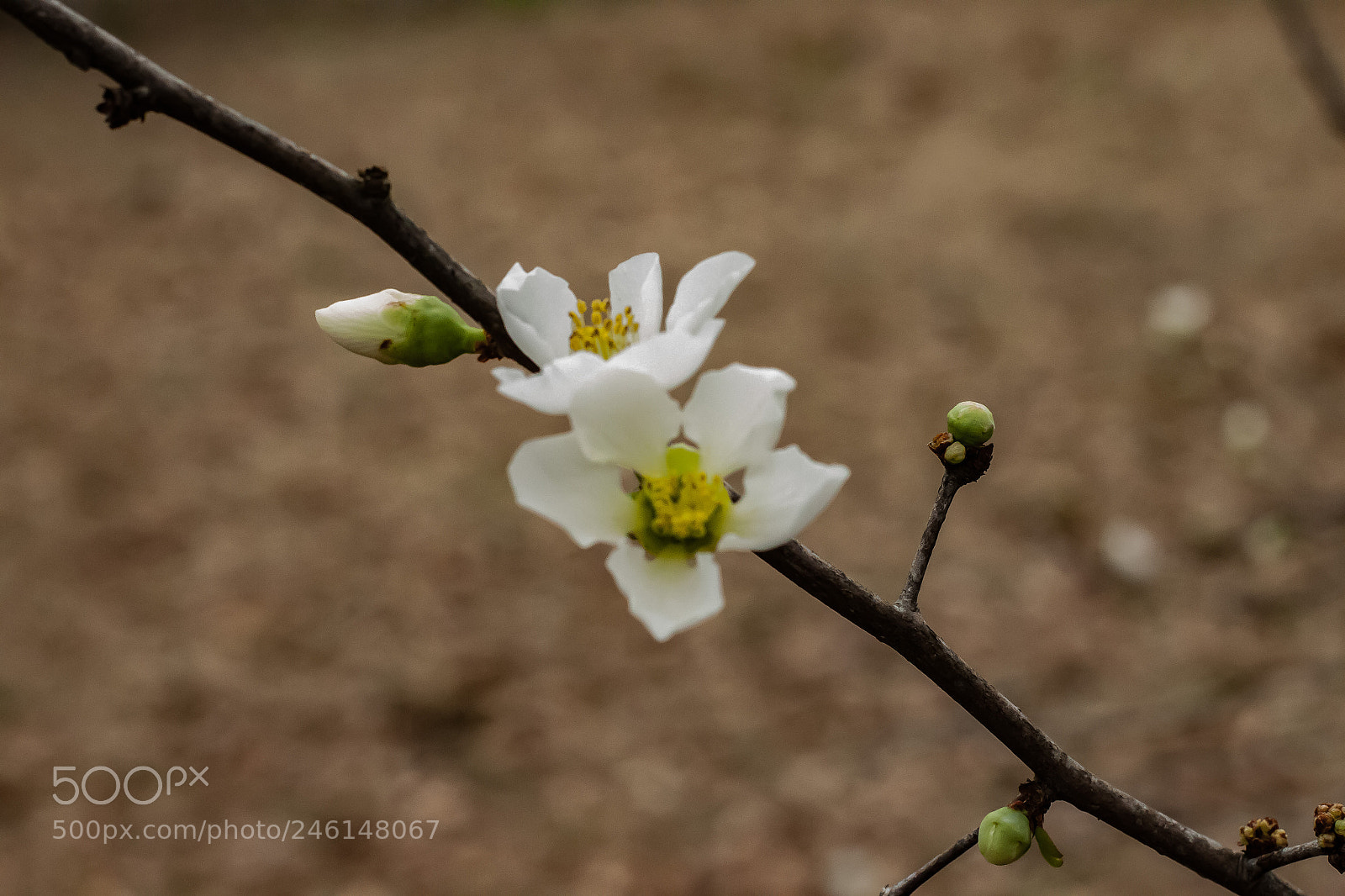 Canon EOS 500D (EOS Rebel T1i / EOS Kiss X3) sample photo. Spring is a come'n photography