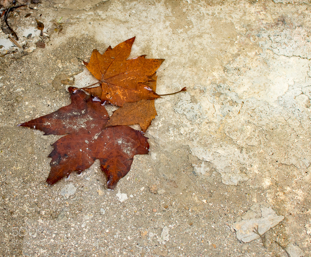 Nikon D7200 sample photo. Untitled photography