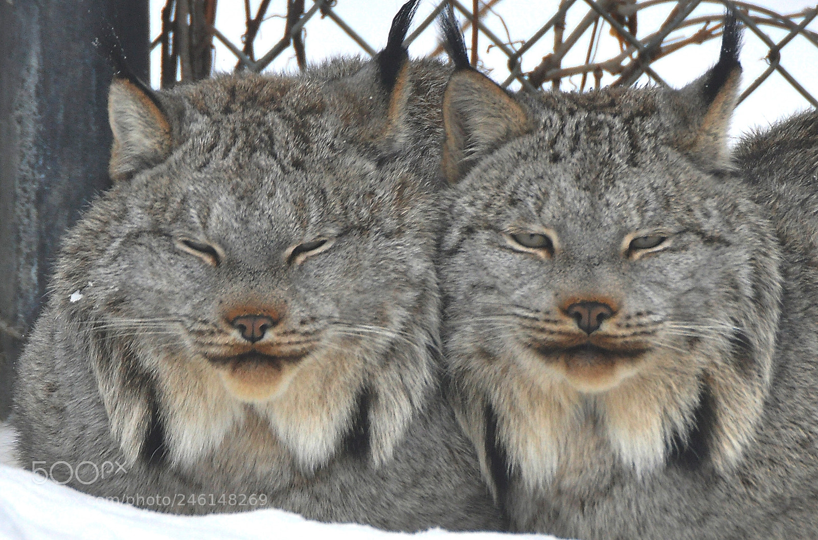 Nikon D90 sample photo. Lynx in zoo photography