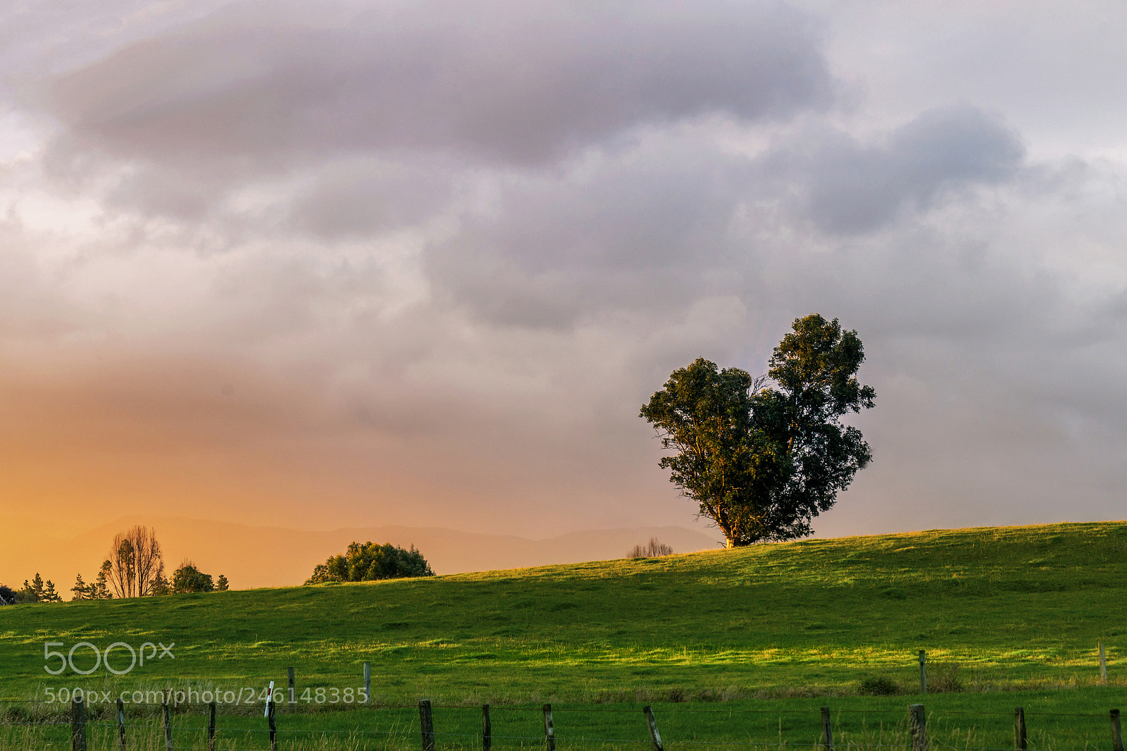Sony a7R II sample photo. A tree photography