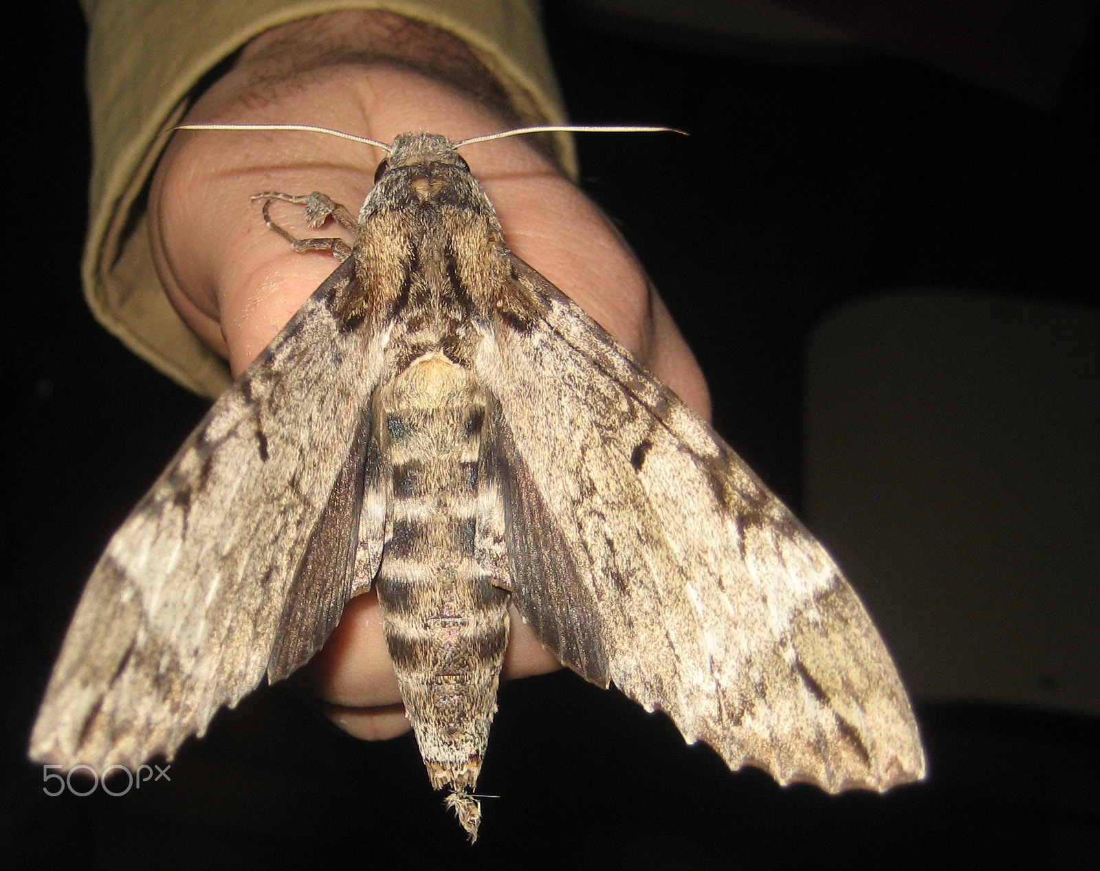 Canon POWERSHOT SD1000 sample photo. Pseudosphinx tetrio, lepidoptera. photography