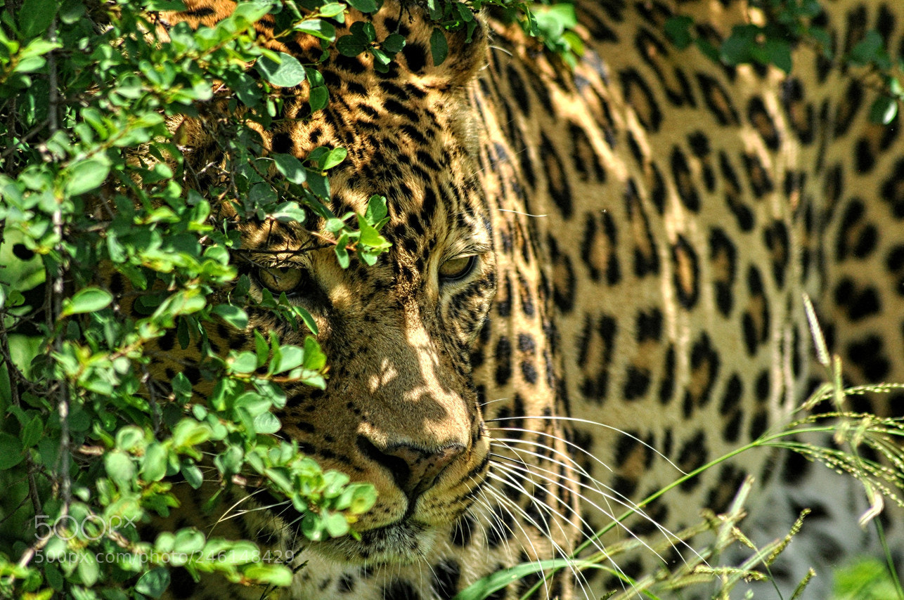 Nikon D90 sample photo. Suedafrika copy photography