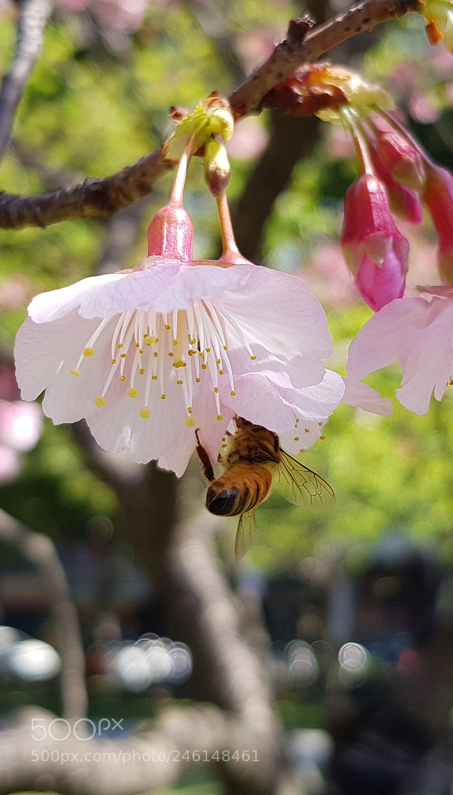 Samsung Galaxy S8+ sample photo. Sakura photography