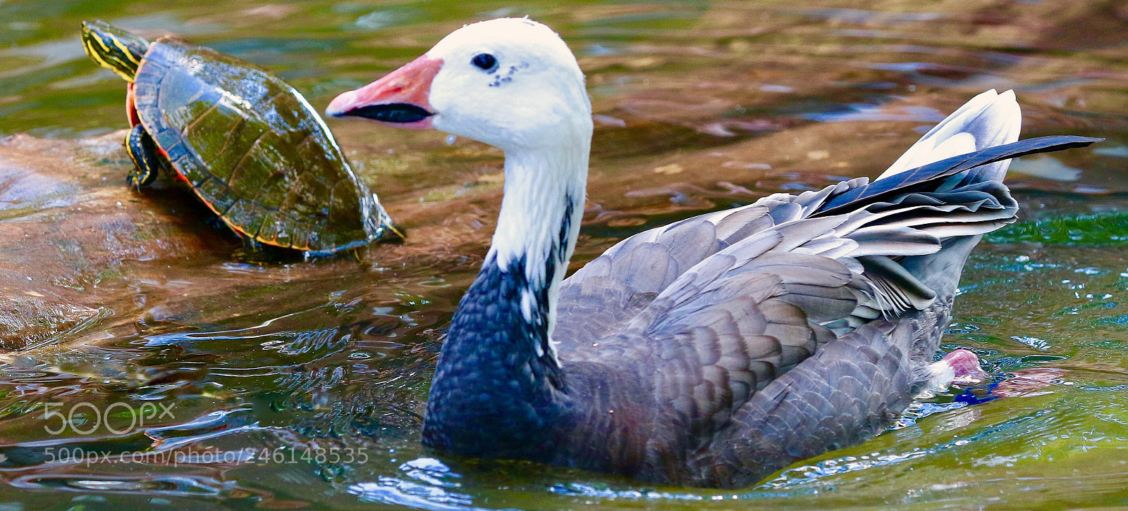 Canon EOS 7D Mark II sample photo. Hello  there photography