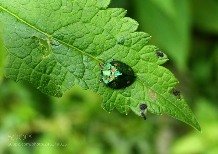 Canon EOS 1300D (EOS Rebel T6 / EOS Kiss X80) sample photo. Stolas sp. the turtle photography