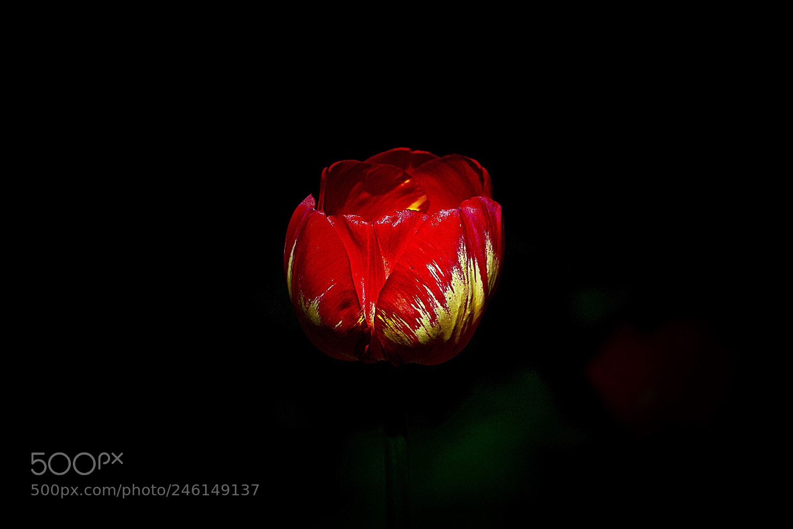 Nikon D800E sample photo. Тюльпан photography
